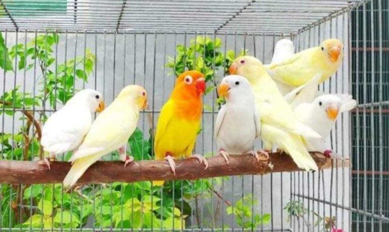 The Best Pet Bird for Beginners