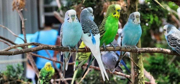 6 Best Small Parrots That Talk and Sing