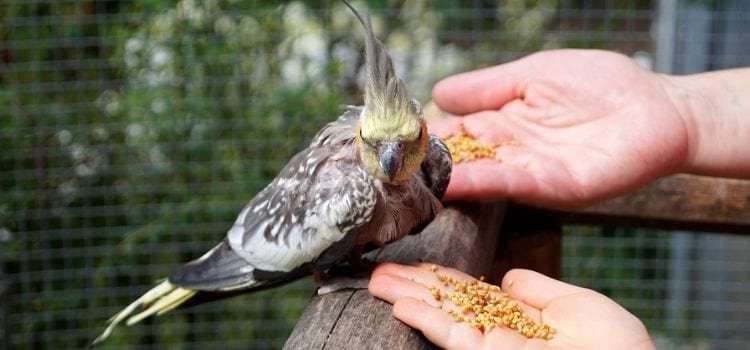 6 Best Small Parrots That Talk and Sing