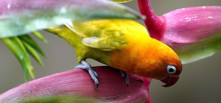 6 Best Small Parrots That Talk and Sing