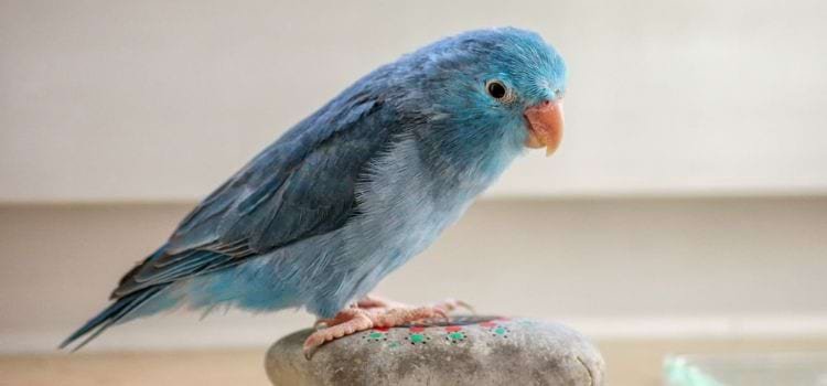 6 Best Small Parrots That Talk and Sing