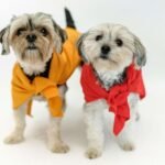 Best Small Quiet Low-Maintenance Dogs That Are Easy to Care