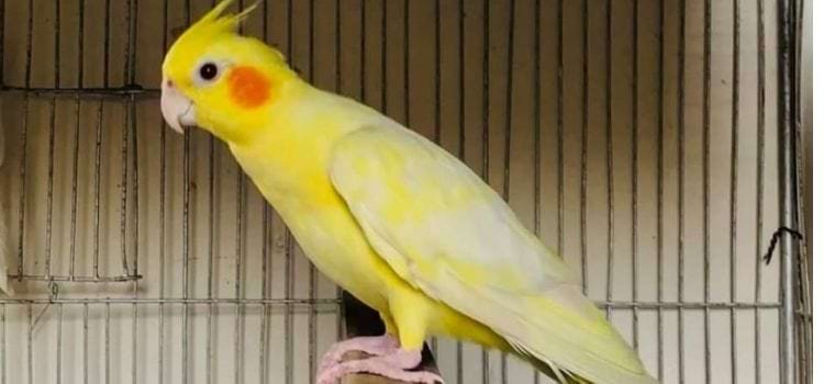 Best Small Birds for Pets