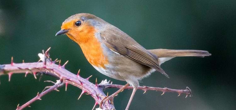 The Best Pet Bird for Beginners