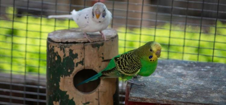 Best Small Birds for Pets