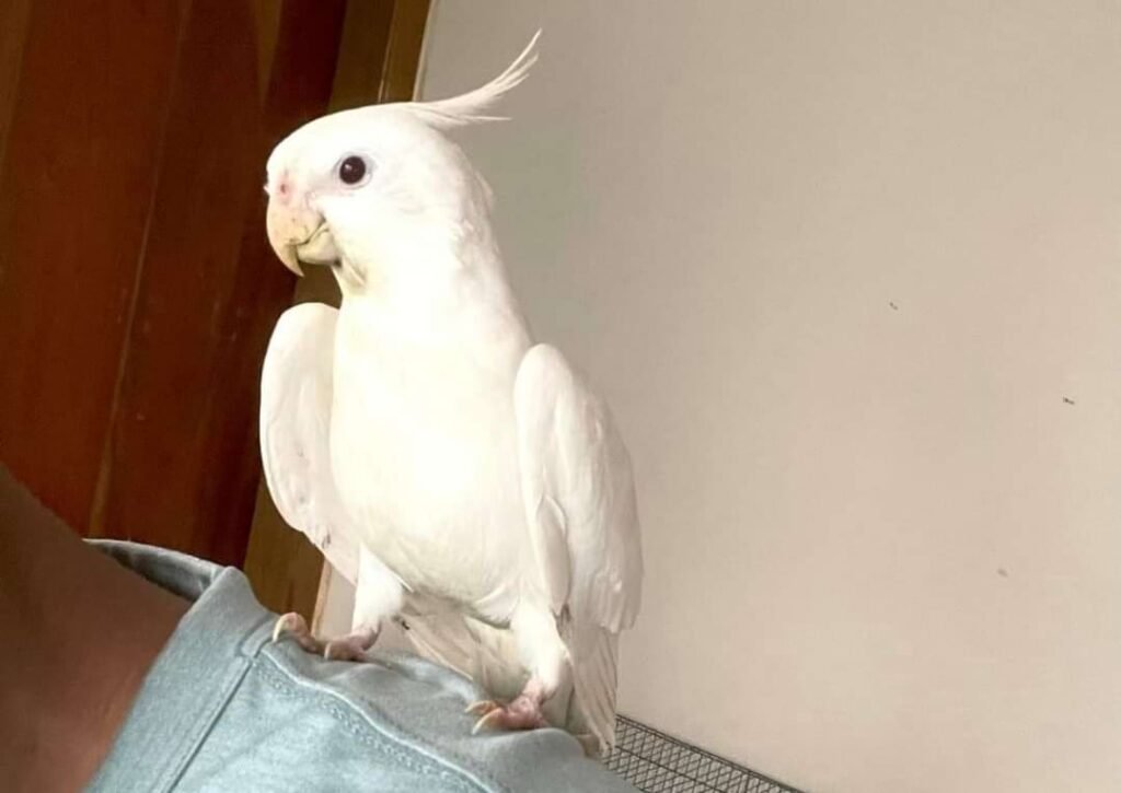 Do Male Cockatiels Talk? Cockatiel Bird Talking Details