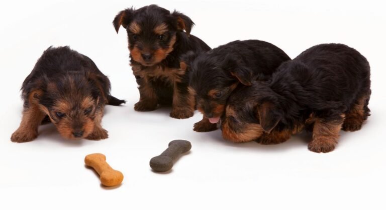 puppy with food