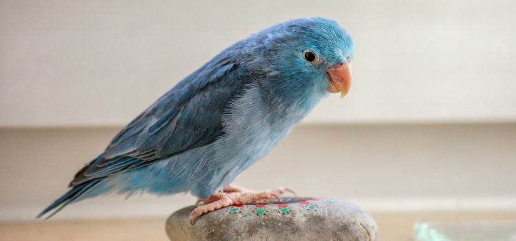 Best Small Birds for Pets