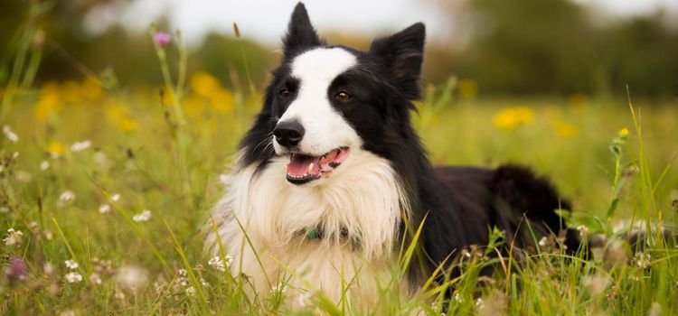 Best Medium Sized Dog Breeds for First Time Owners