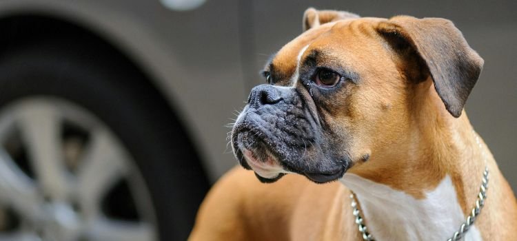 Best Medium Sized Dog Breeds for First Time Owners