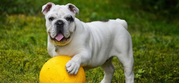 Best Medium Sized Dog Breeds for First Time Owners