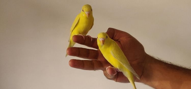 Best Small Birds for Pets