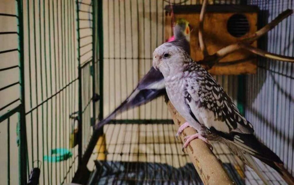 Cockatiel Breeding and Mating Details