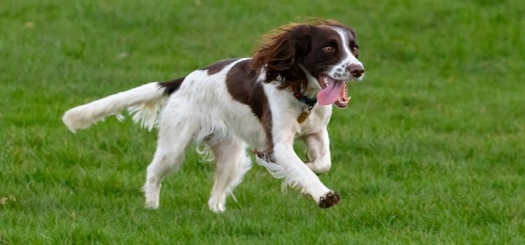 Best Medium Sized Dog Breeds for First Time Owners