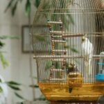 Most Quietest Pet Bird For Apartment