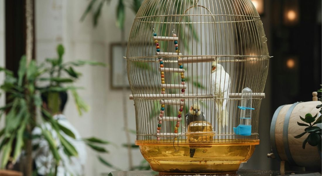 Most Quietest Pet Bird For Apartment