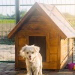 How to Keep a Dog House Warm Without Electricity