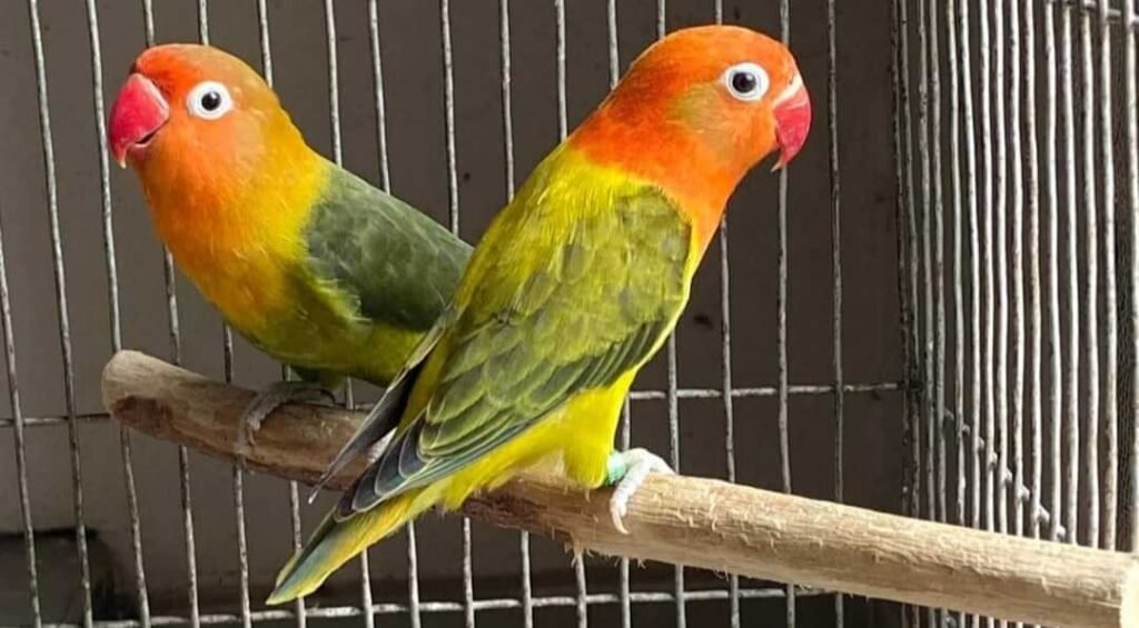 The Best Pet Bird for Beginners