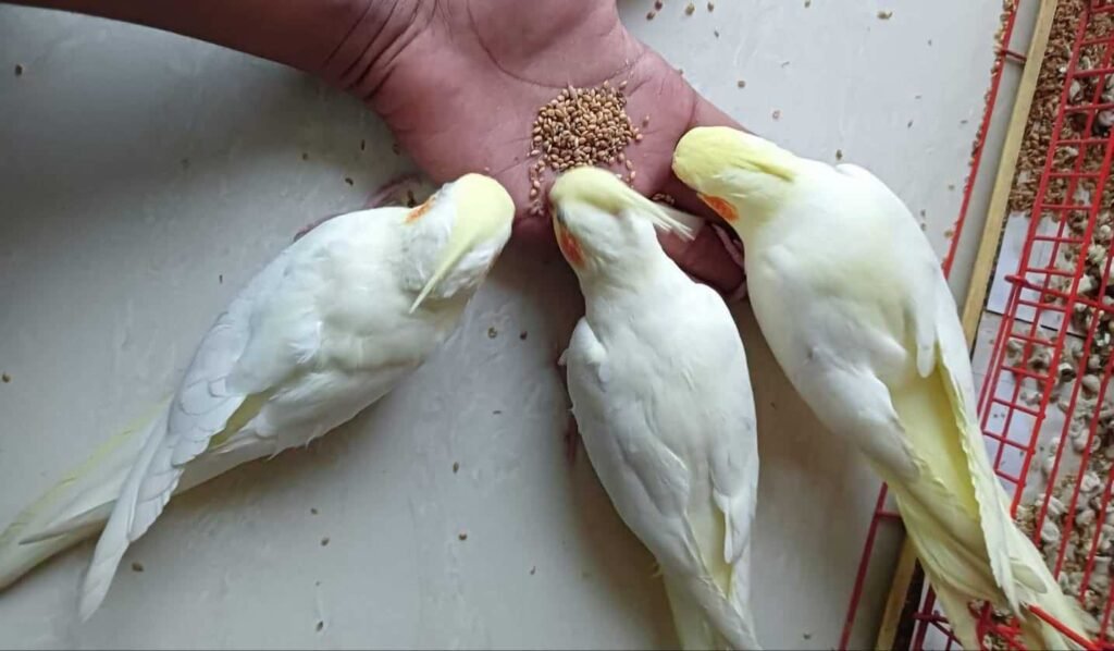 How to Identify Male and Female Lutino Cockatiel